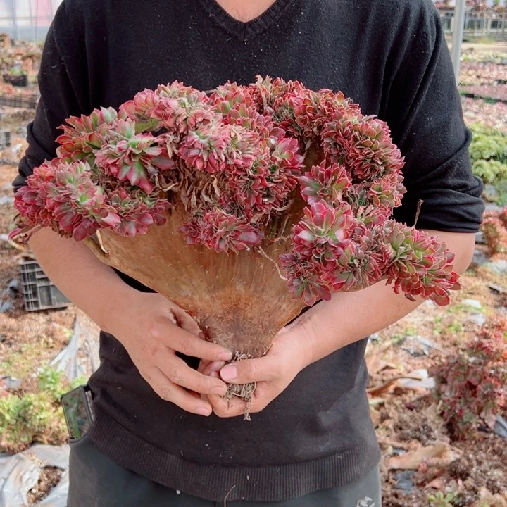 女郎醉话2号多肉法师