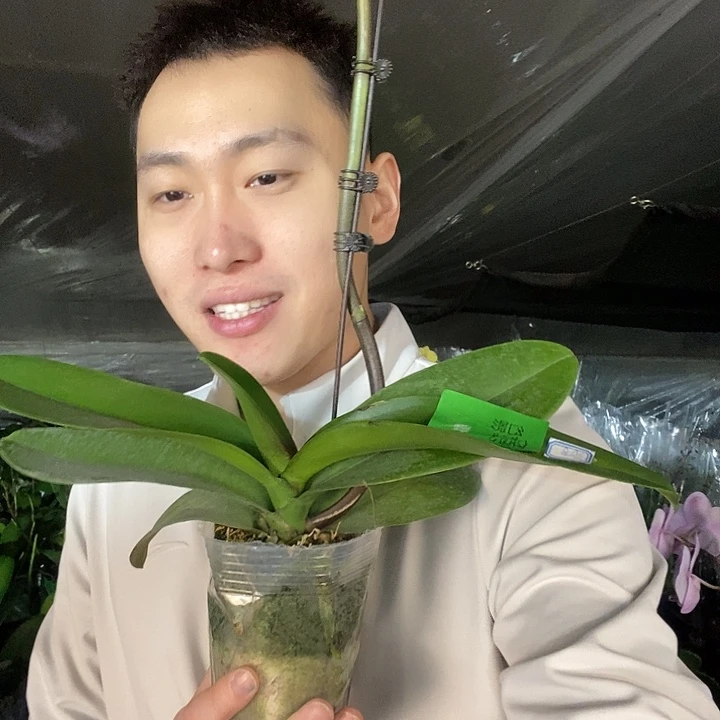 无花朵幻影蝴蝶兰