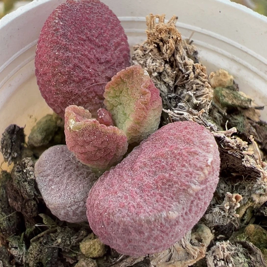 夏娃多肉植物水泡多肉植物