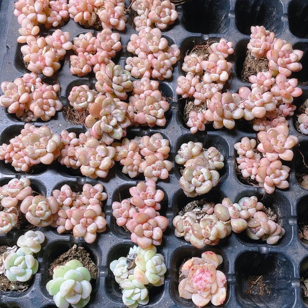 三个阳光玫瑰群穴一个满25包邮