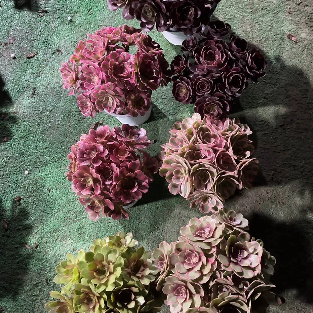 法师多肉植物漂亮漂亮