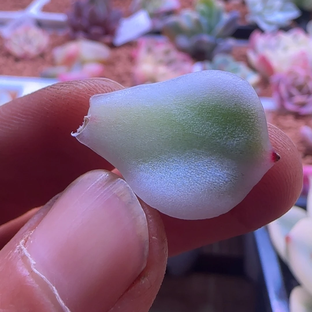 A***n多肉植物 多肉