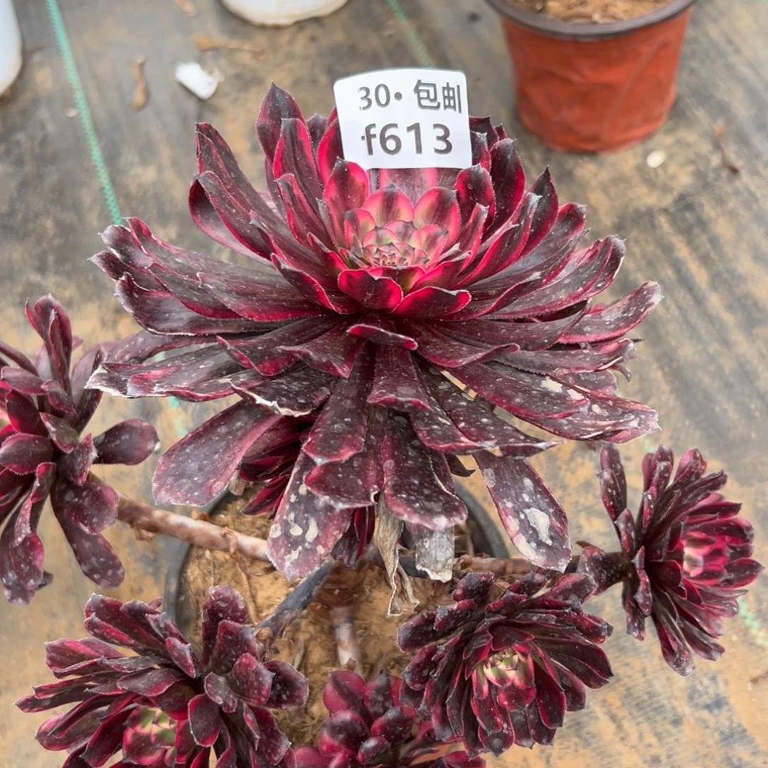 613红金刚凤多肉法师