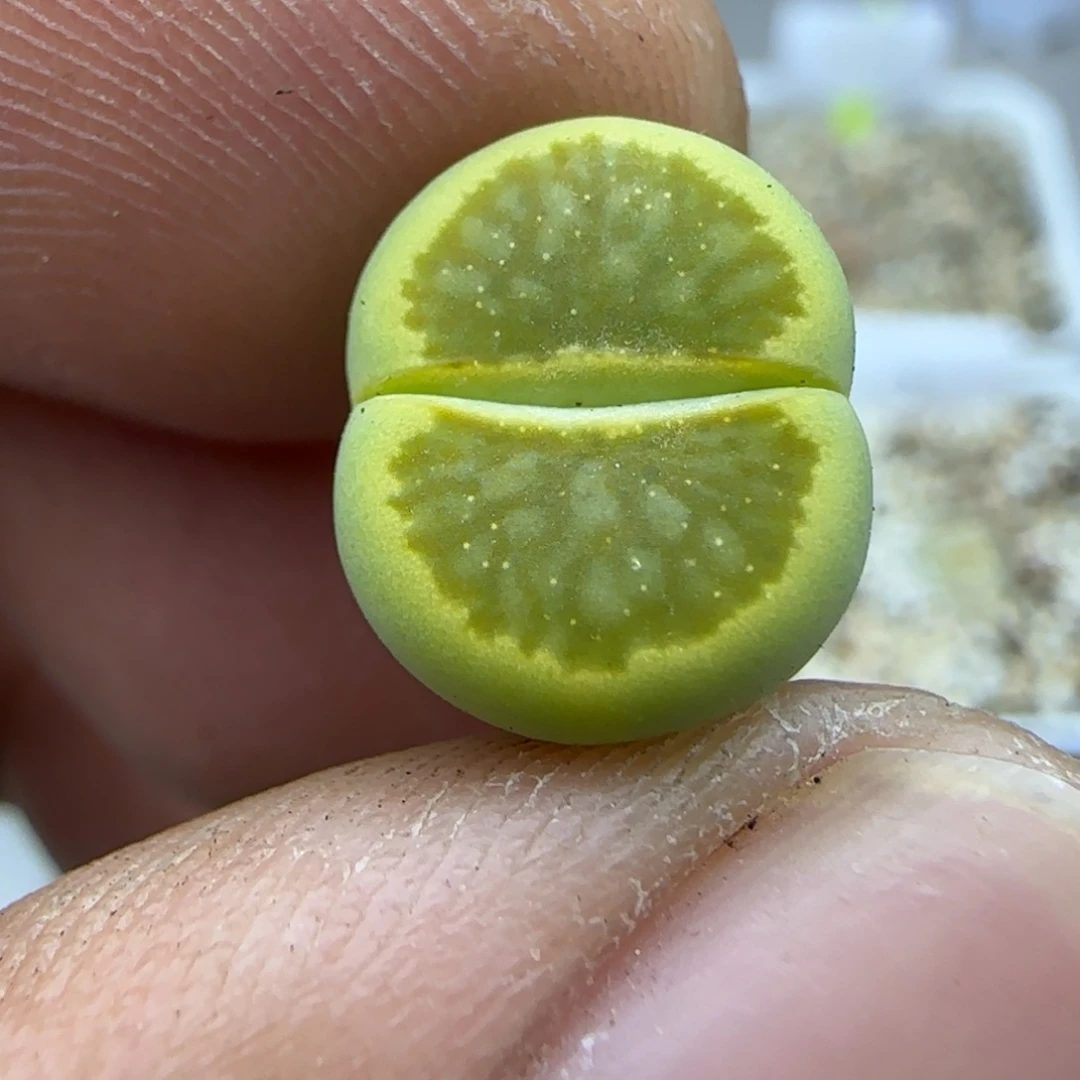 069 生石花大棚直播