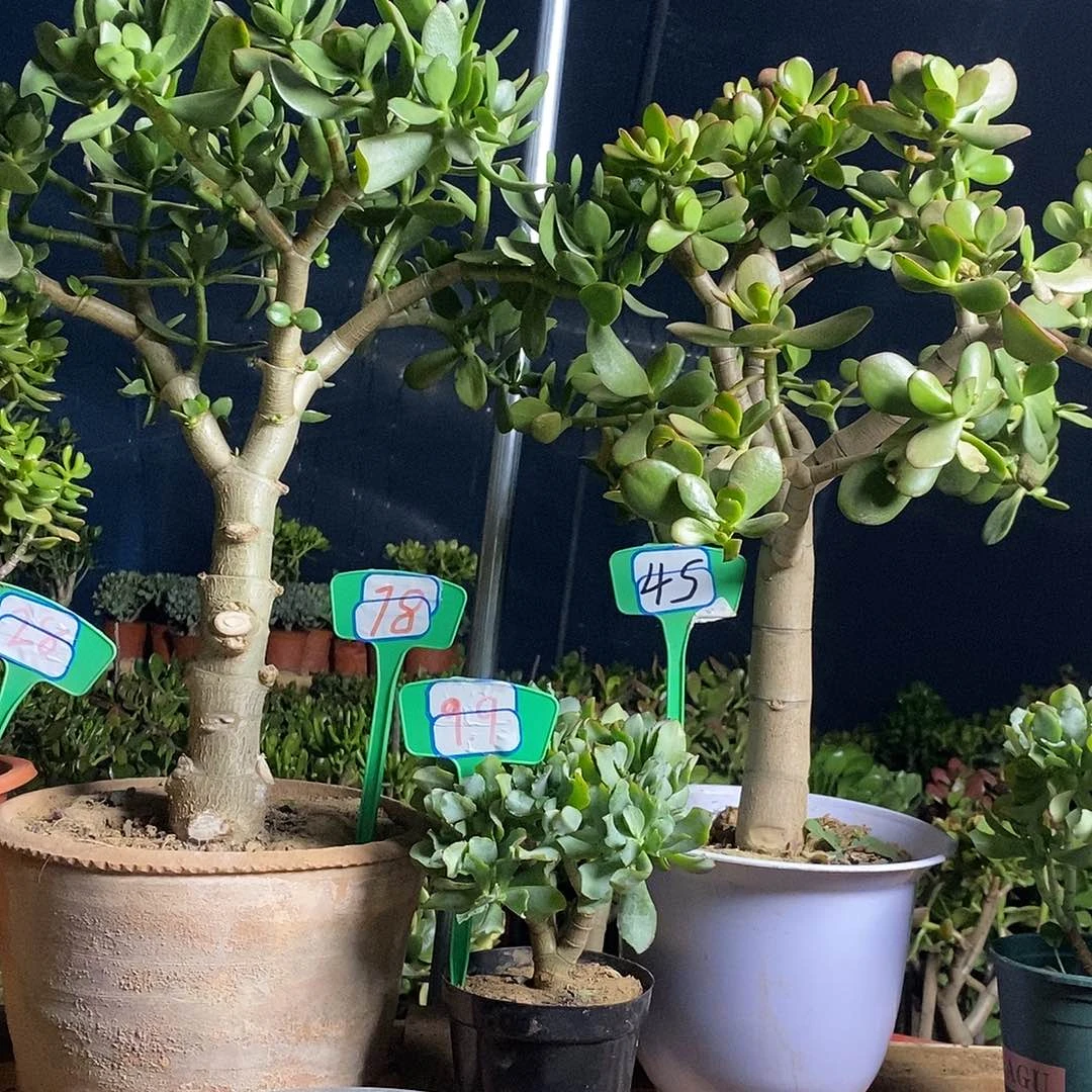 周***友完全开放老桩玉树一物一拍