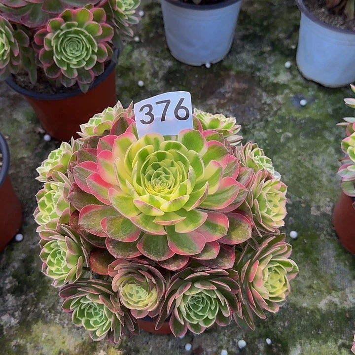 林***姐00000000376海仙