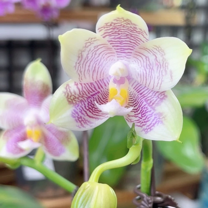 完全开放弥陀56-1473