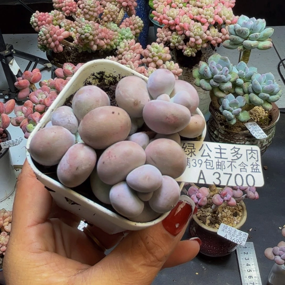 橙奶3700/6cm多肉多肉