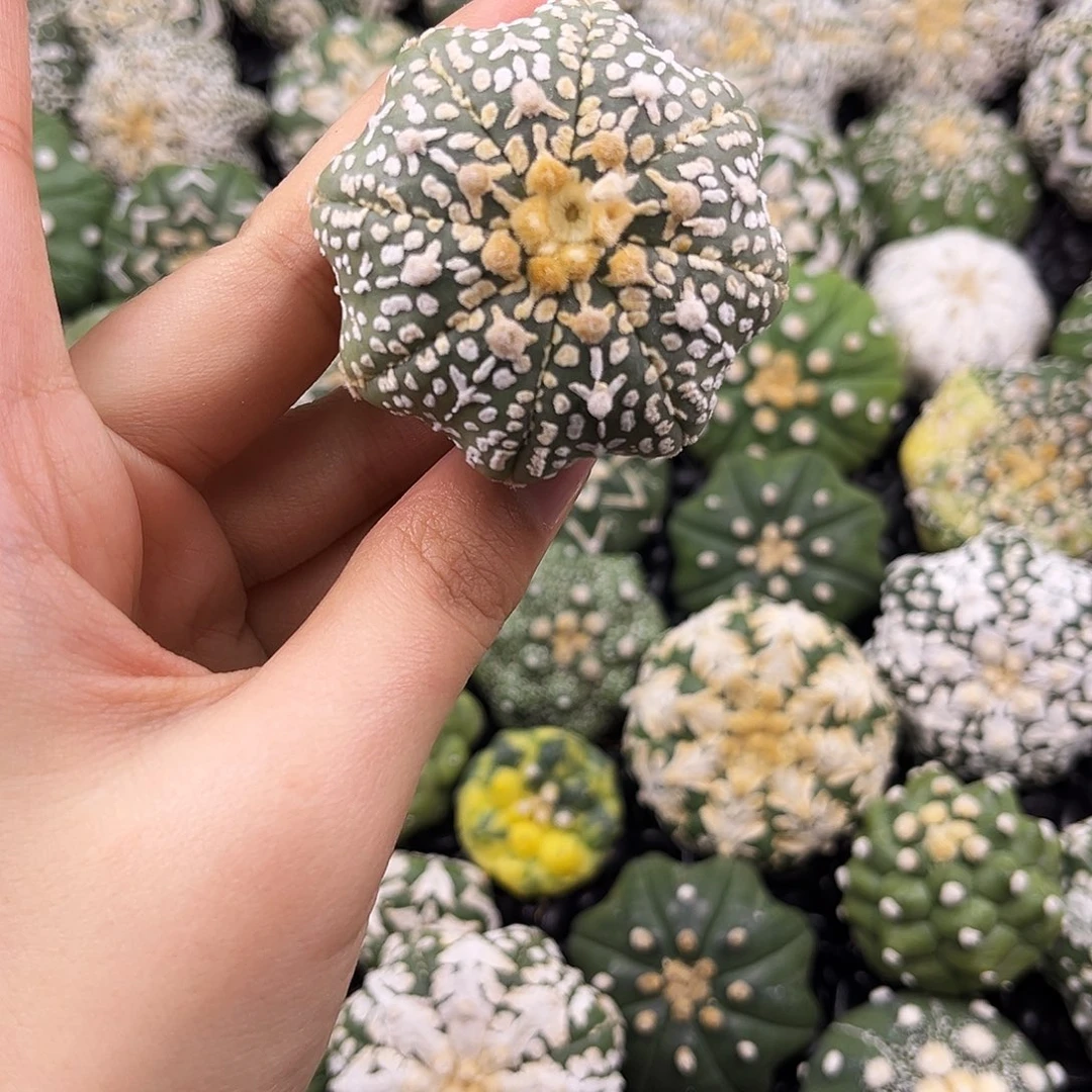 琉璃兜兜哈哈哈哈