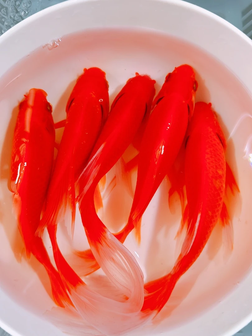 6号 鸿运当头【红金组合】12-14公分 好养耐活冷水观赏鱼 包邮