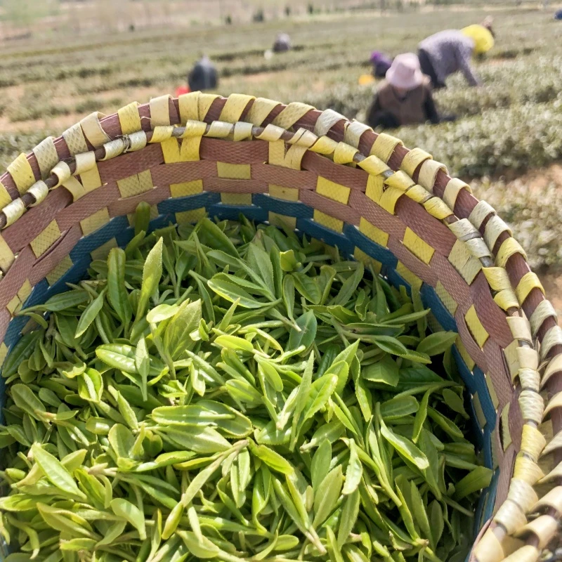 日照绿茶清香耐冲泡茶叶25年春头採新茶