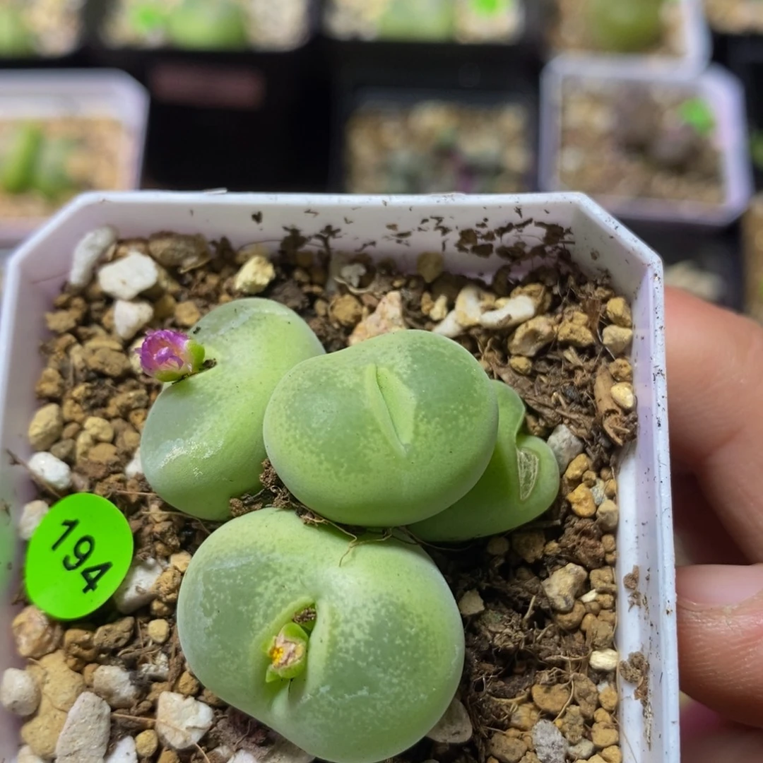 翠光玉群多肉植物194