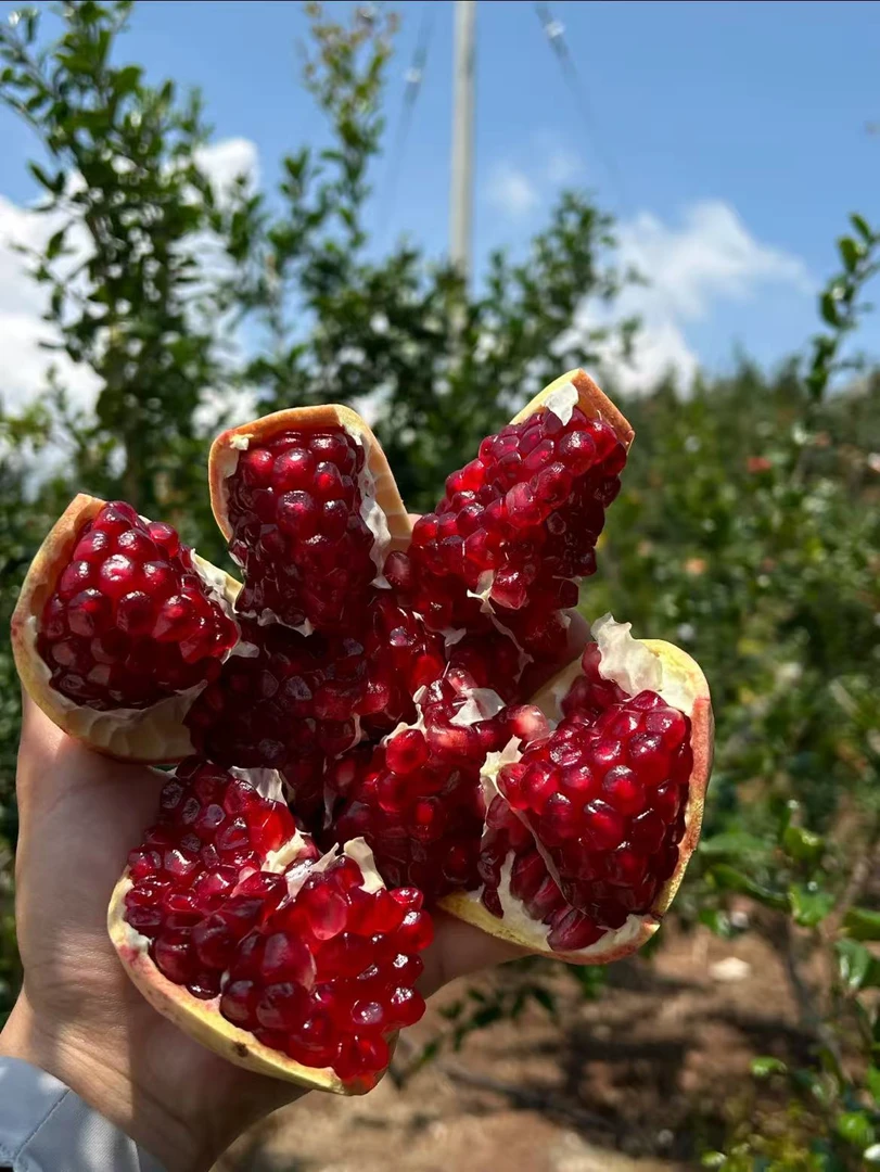10四川大凉山会理软籽石榴新鲜当采 摘清甜可口