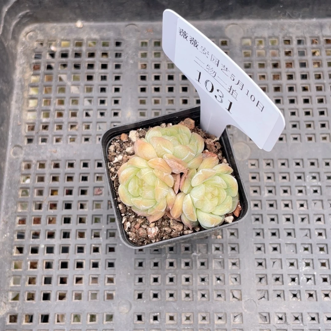 薇薇安园艺多肉1031