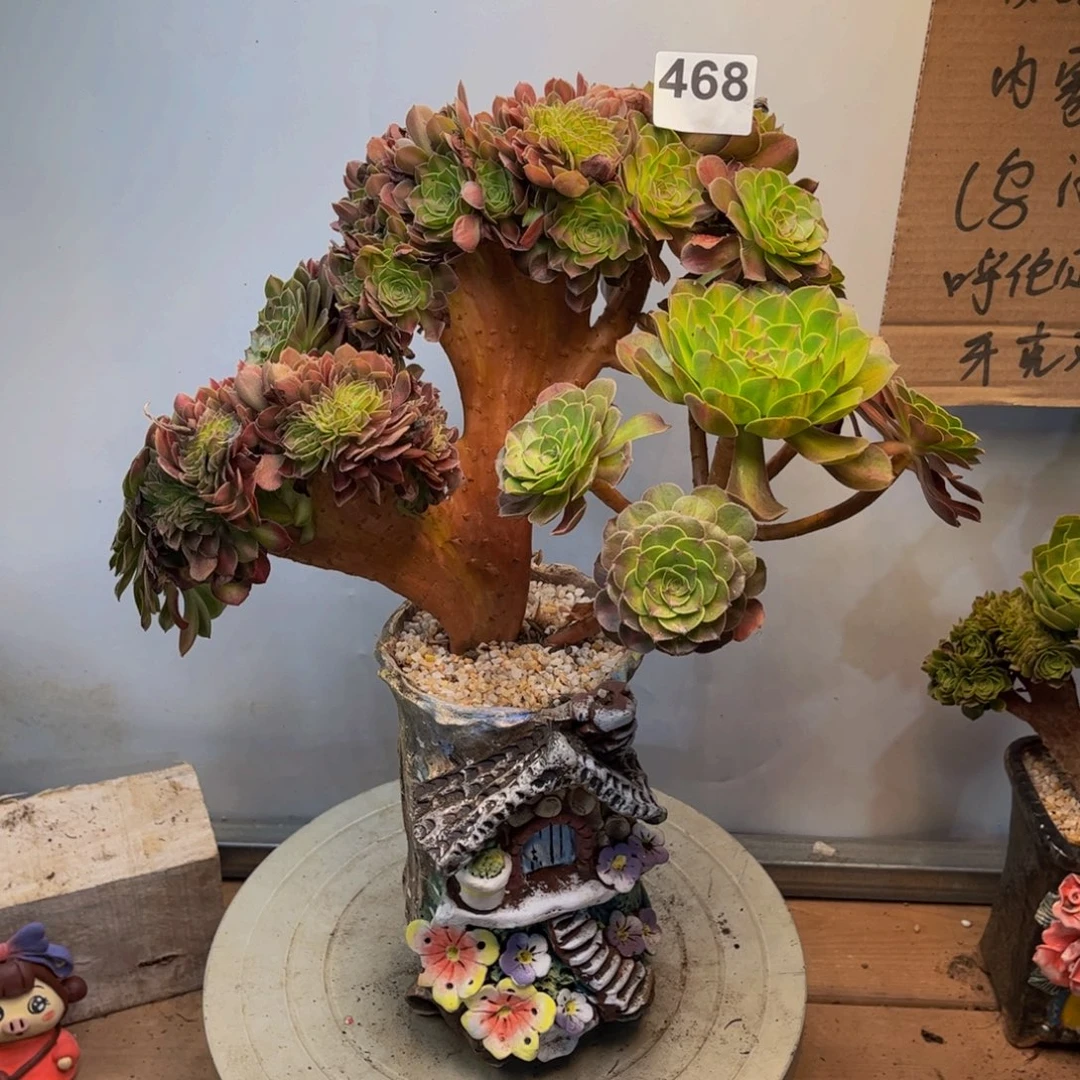 多肉植物抹茶缀468