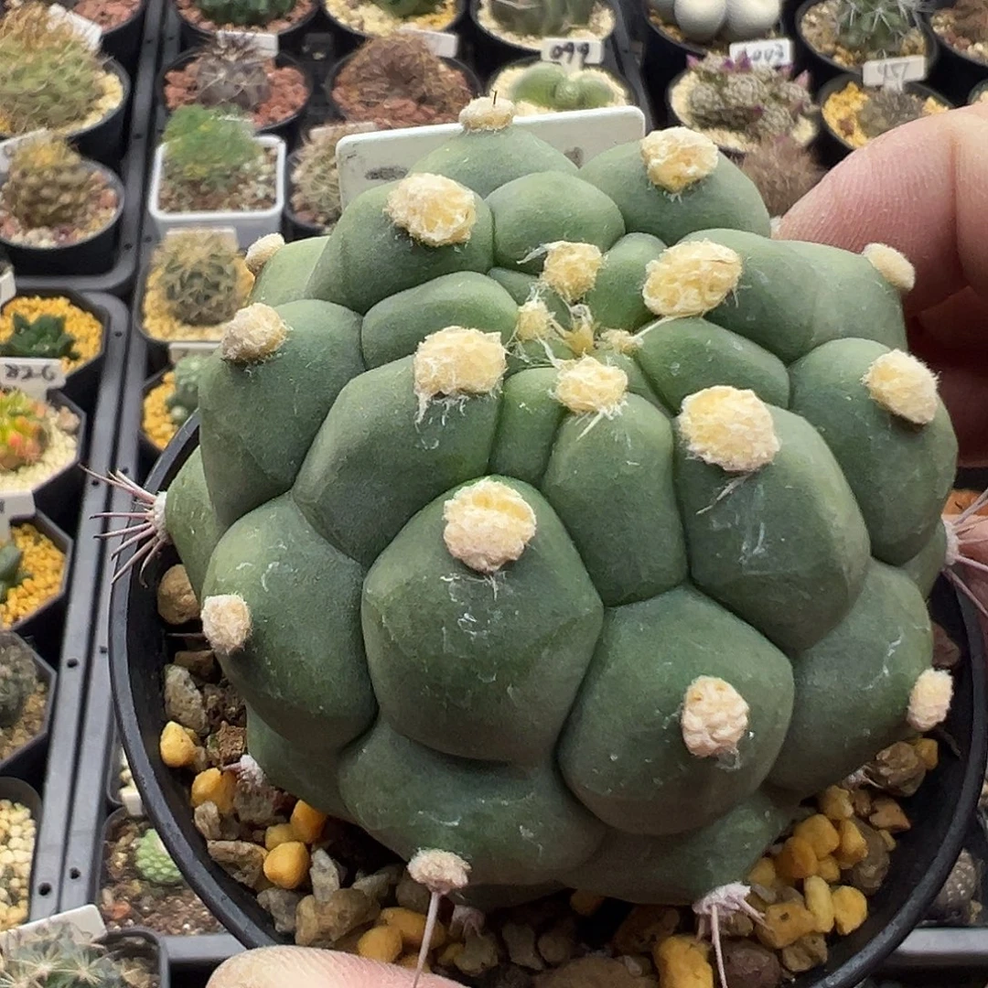 2021无刺新世界实生