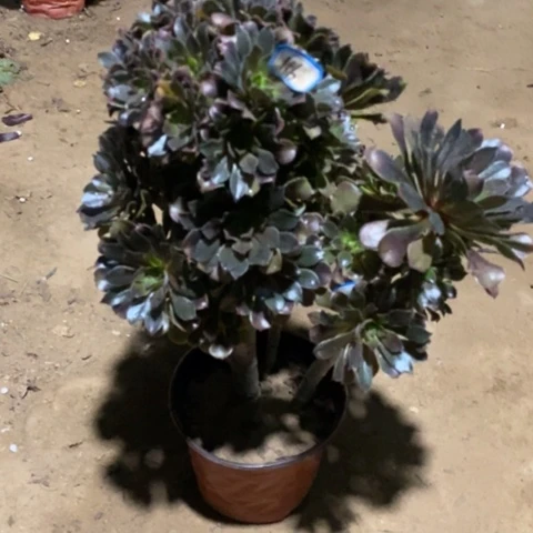 灰豆丛林一物一拍
