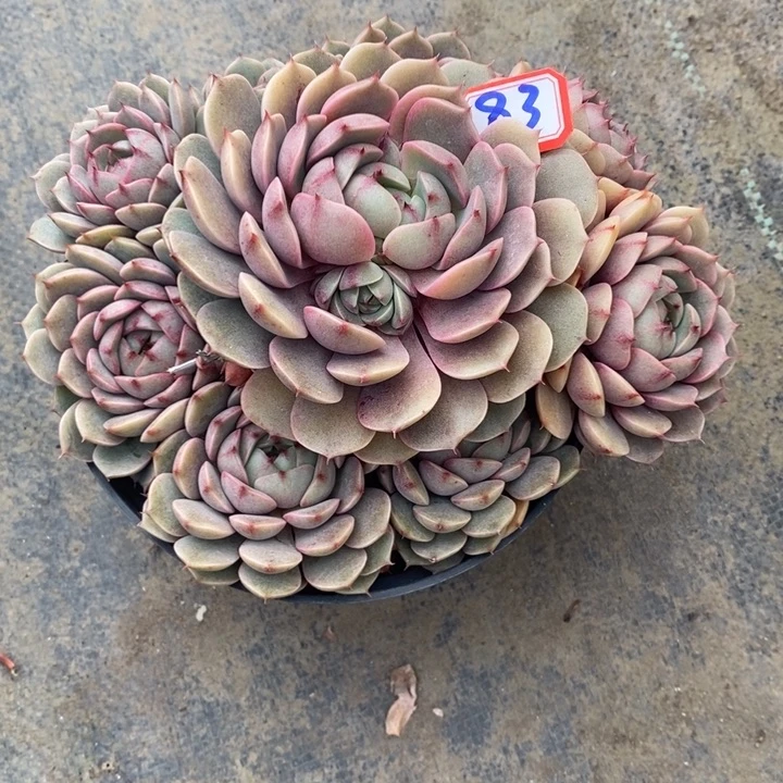 丹**藏一物一拍本吧多肉83