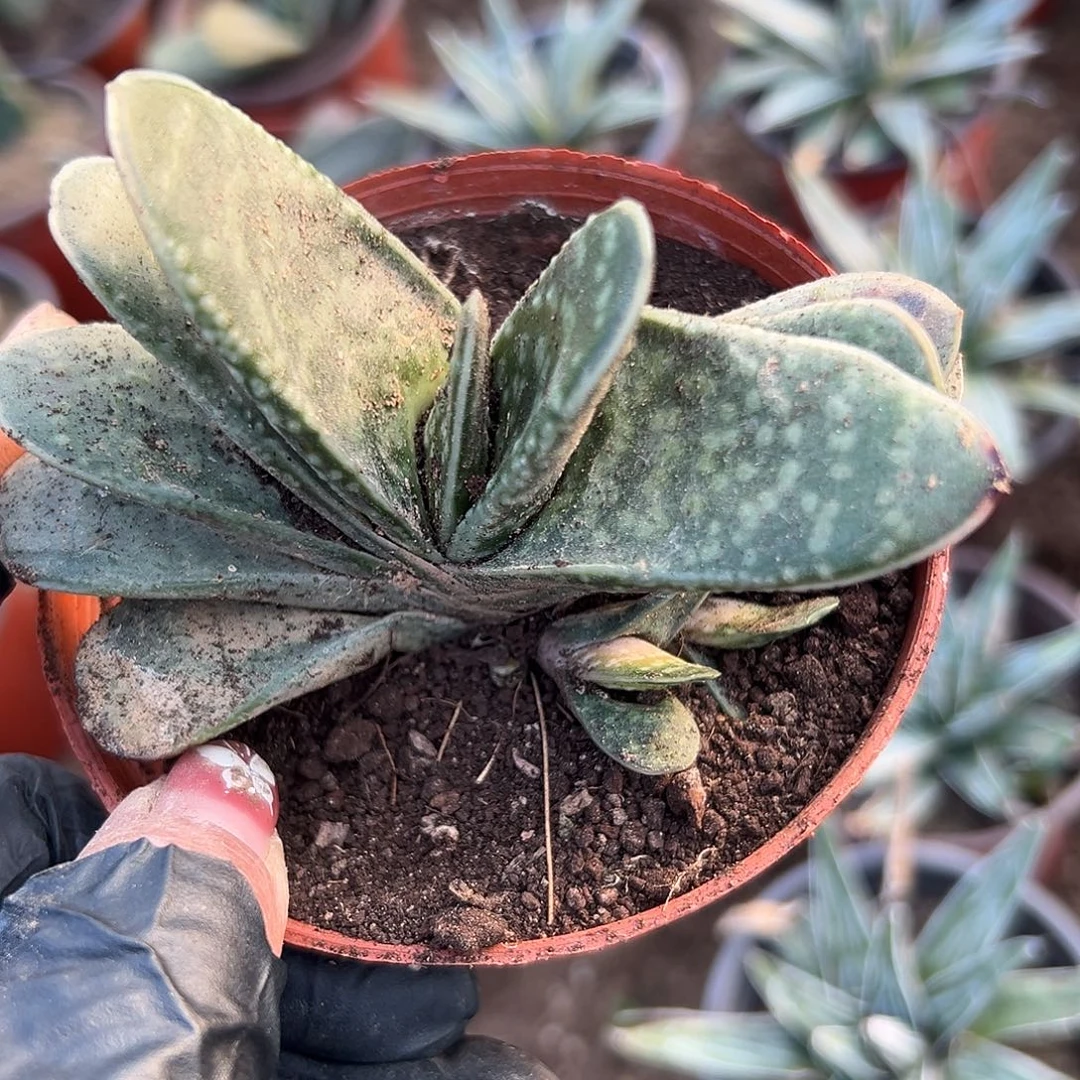 多肉植物蜗牛单头