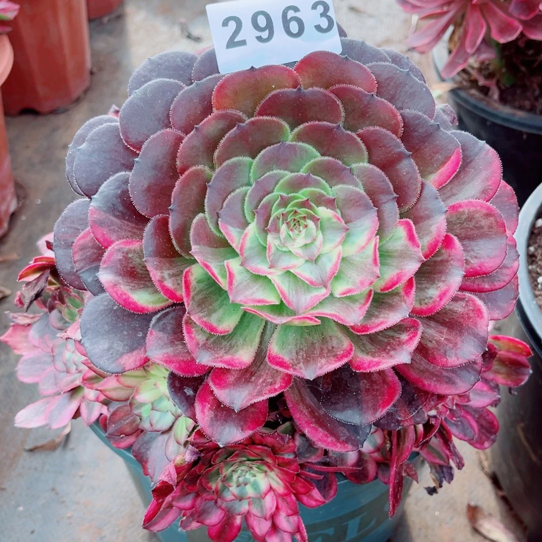 云彩花脸特价多肉