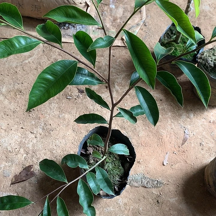 当前无花栽培后可以开花