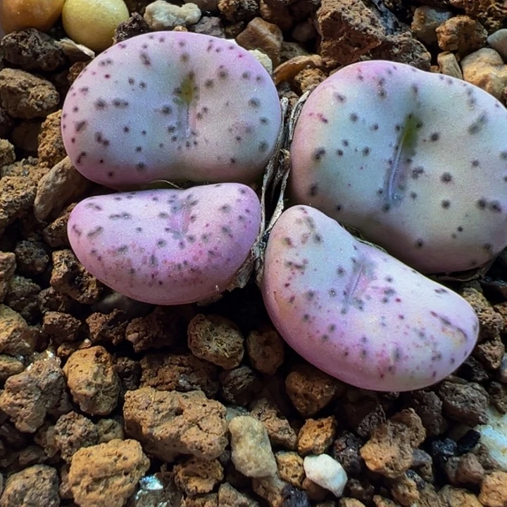 452多肉植物种类多样