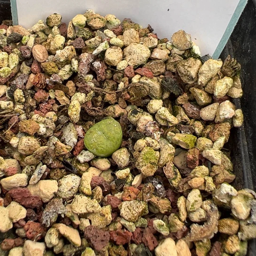 17-06绿野仙踪多肉植物