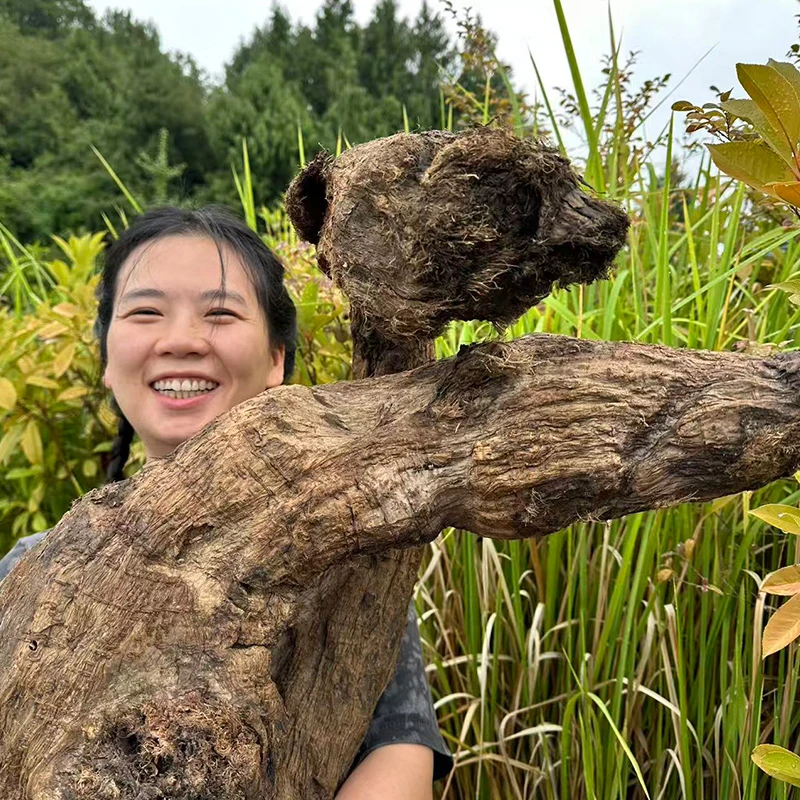 柴葛丁深山柴葛根块葛根干块丁泡水煮水柴葛根