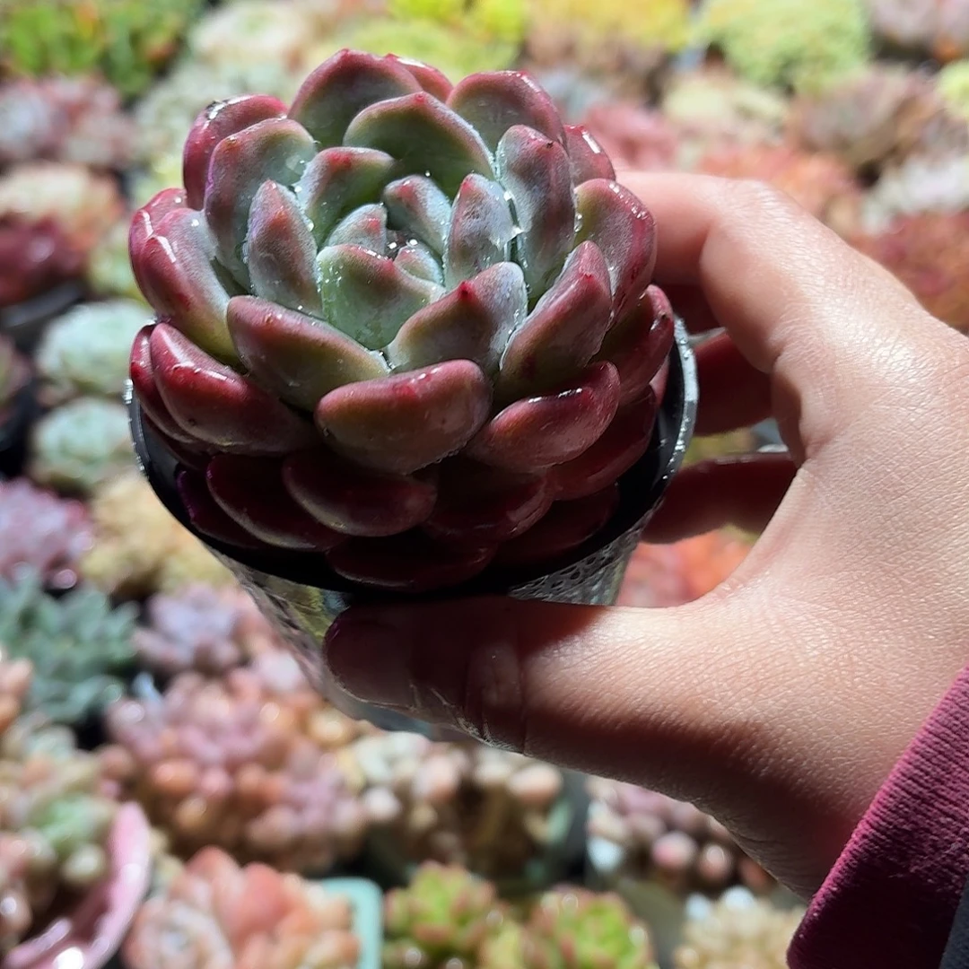 厚梦多肉9㎝盆单头