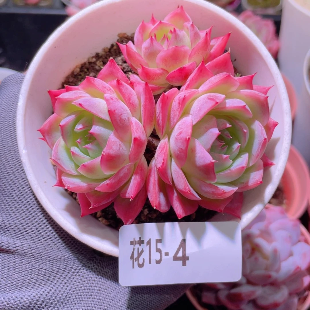 花利美15-4孤星群