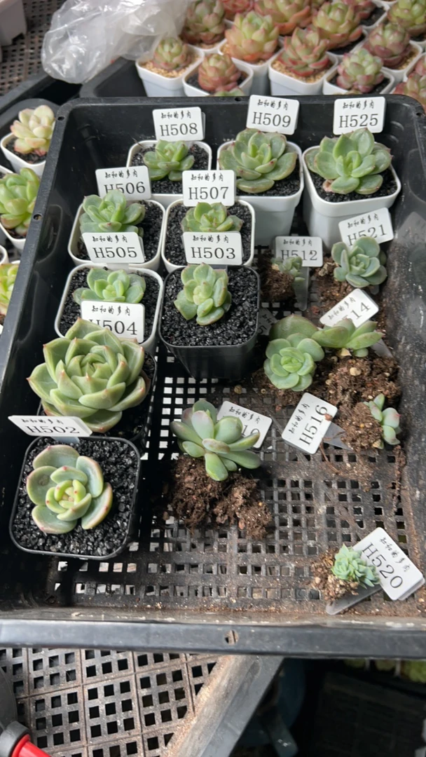 知和的多肉专拍链接