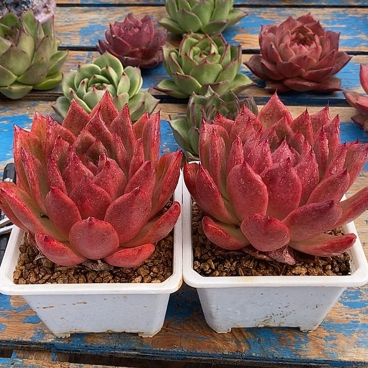 开播福利2颗一组1