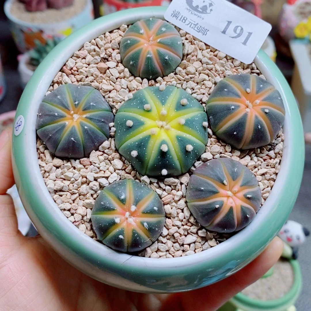生石花花花花花花花191