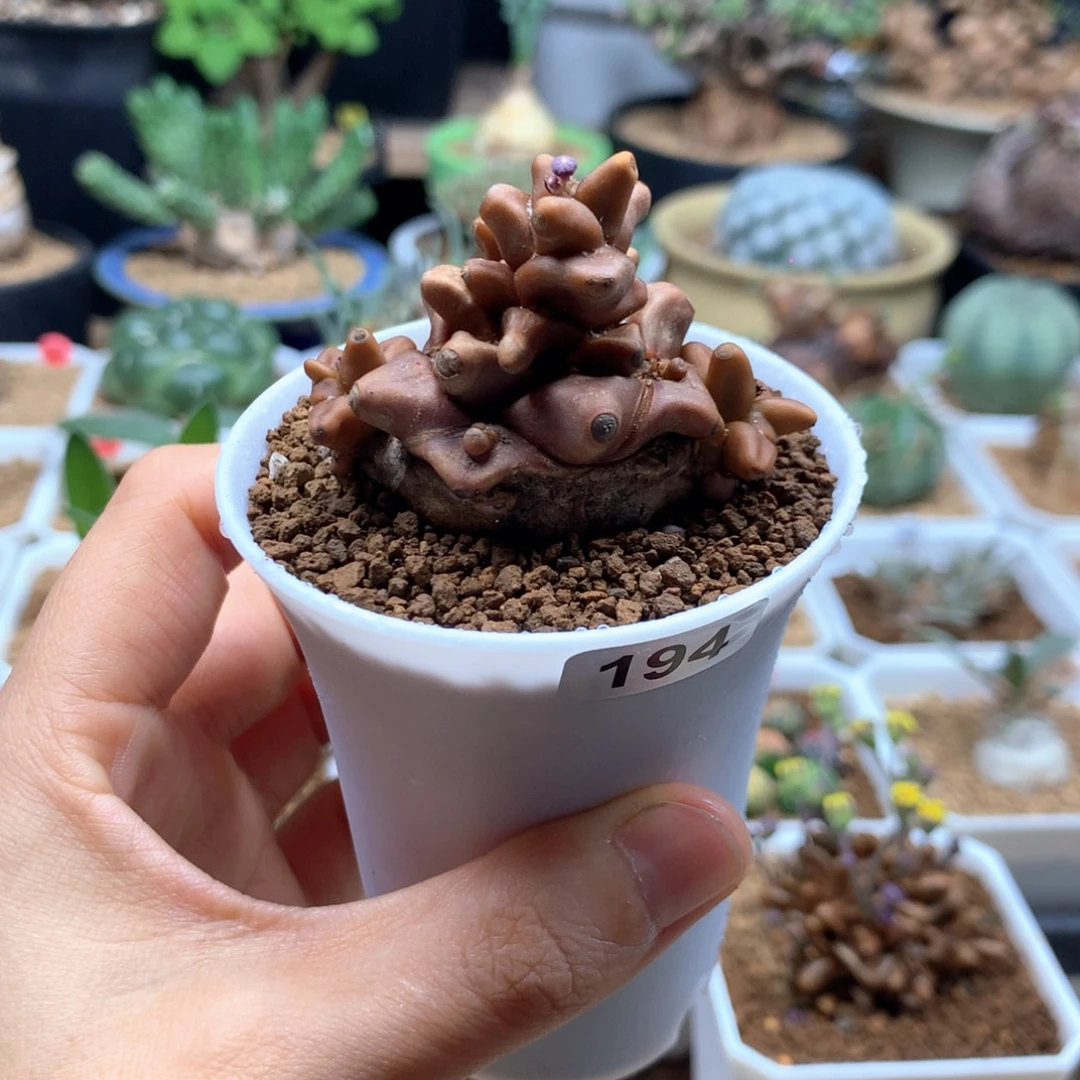 蛮鬼塔厚敦菊带盆194