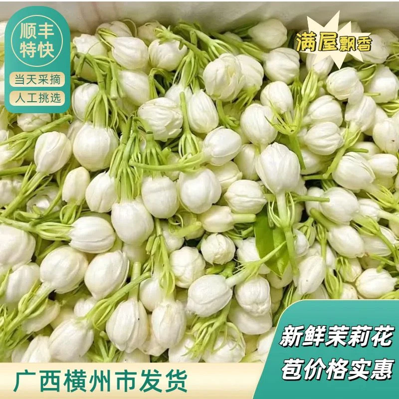 顺丰特快包邮广西茉莉花新鲜茉莉花苞香房间客厅室内车内手串夜