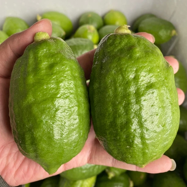 [一级果]5斤广东香水柠檬无籽新鲜现摘苦瓜皮青柠檬奶茶店商用果