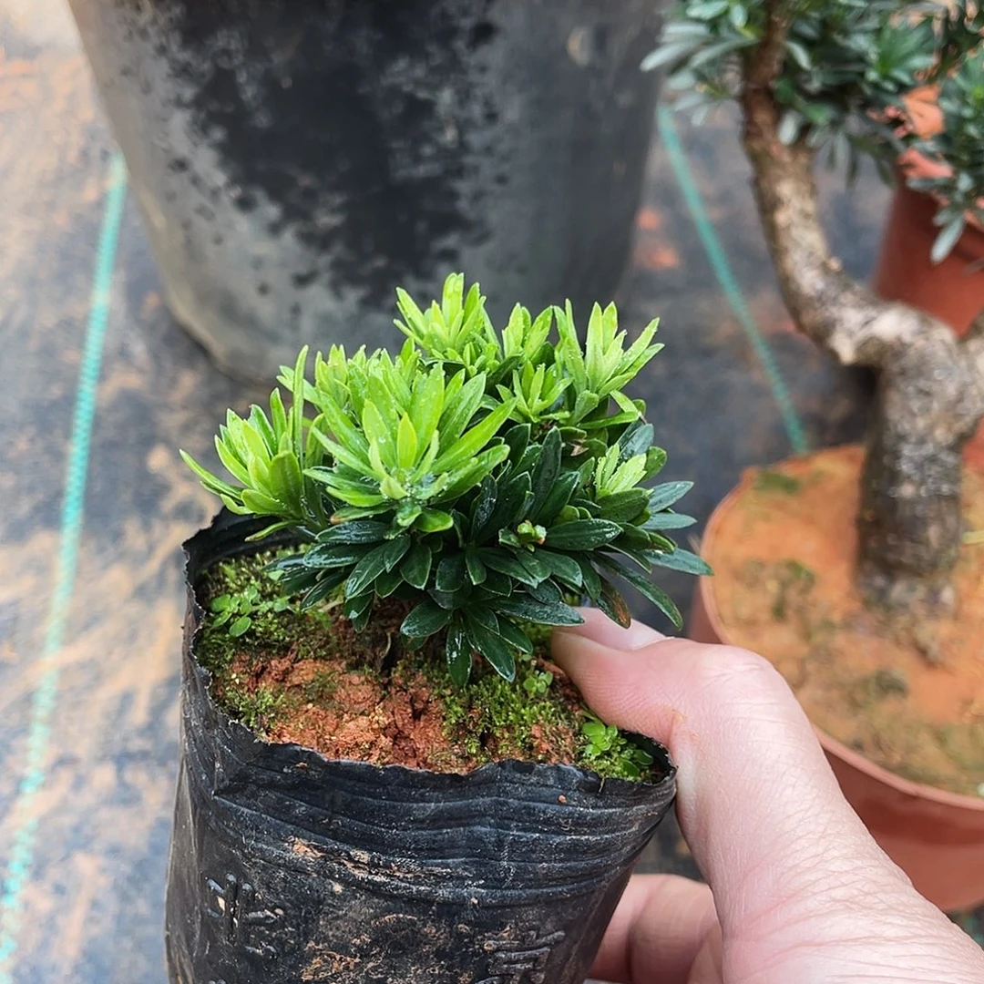 北***点无花朵罗汉松盆景罗汉松