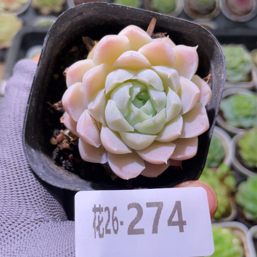 花利美26-274白月影