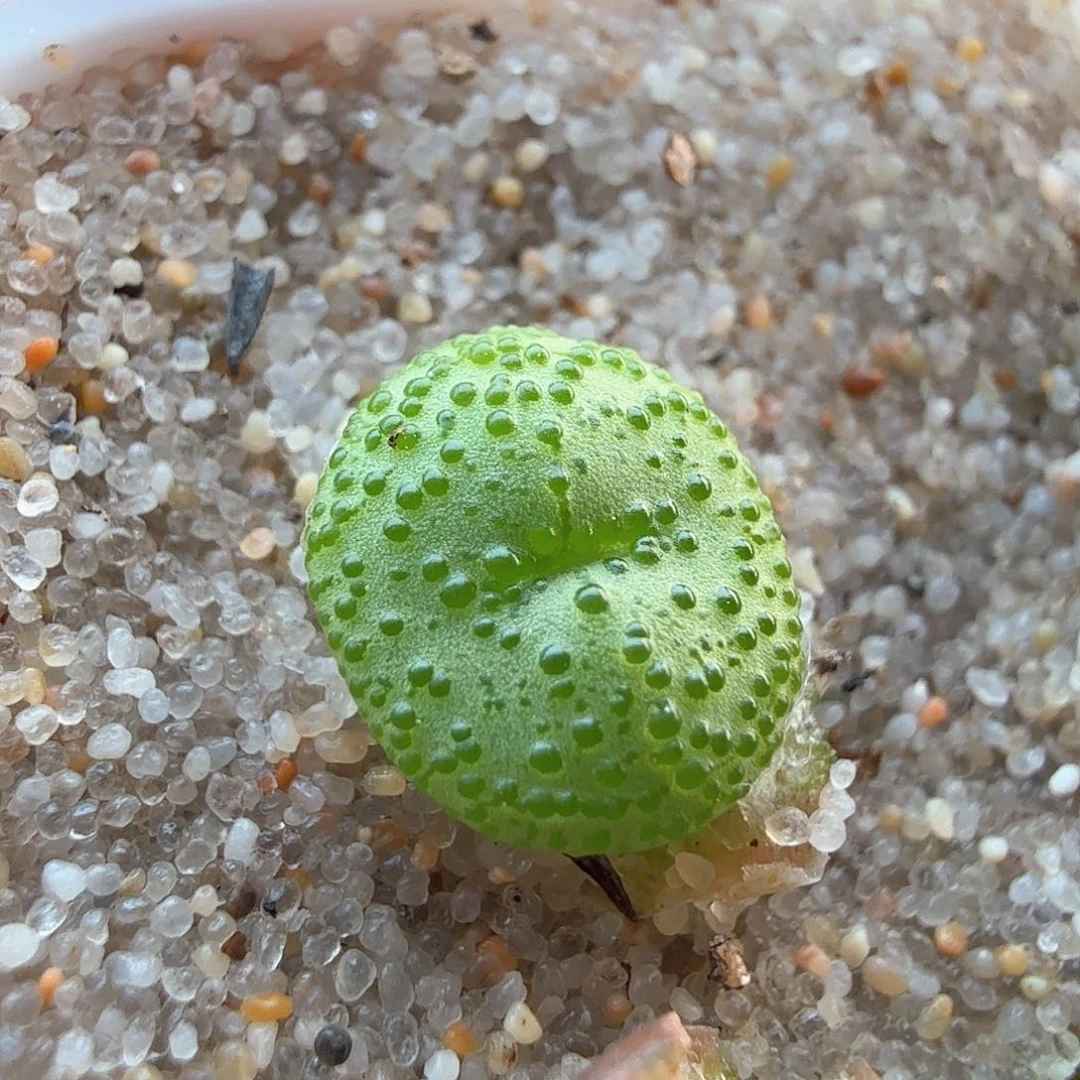 2.18.7/火龙果安贞新头/多肉植物