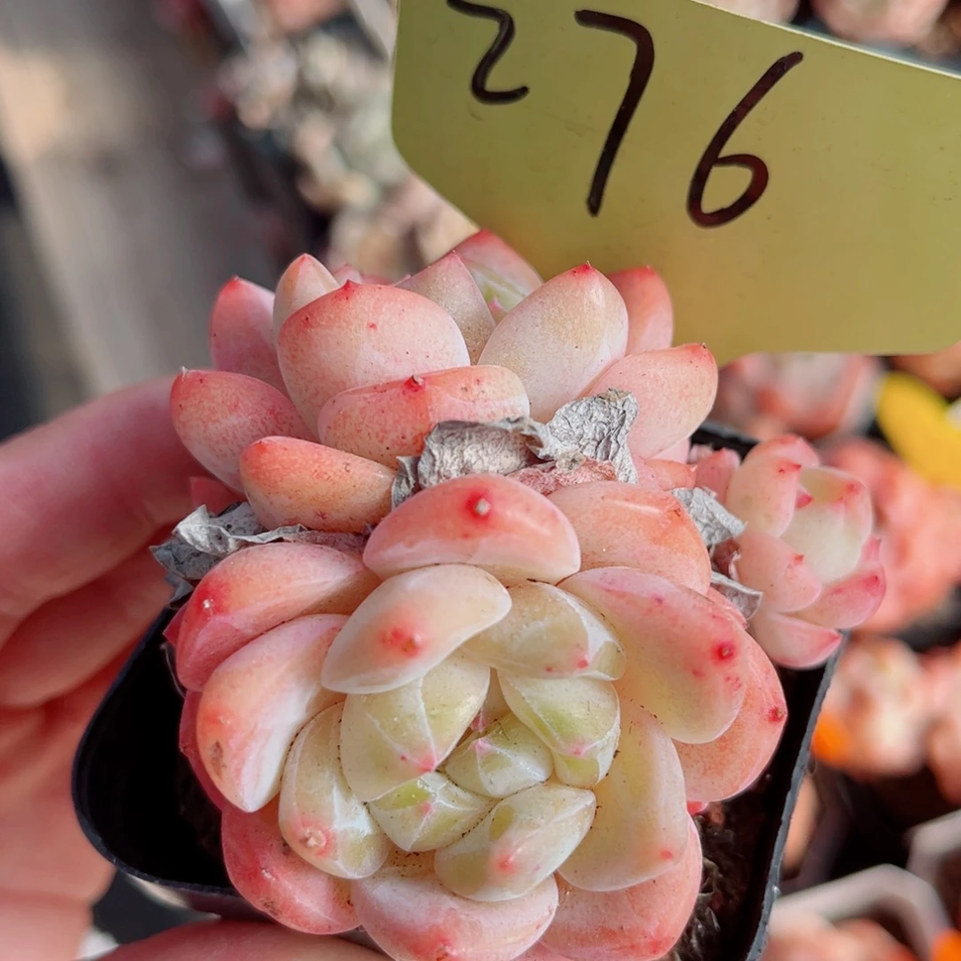 276号小老桩糖心群