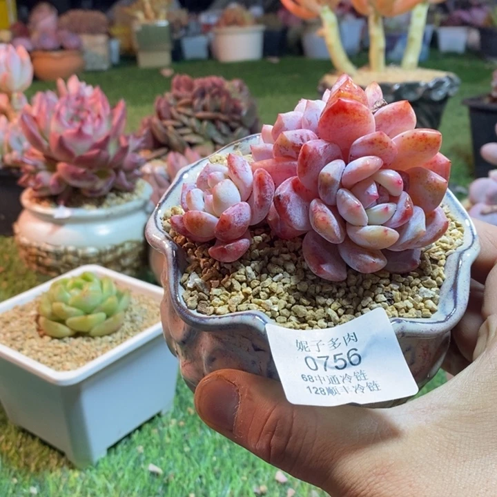 0756啊啊啊啊啊啊啊啊啊啊啊