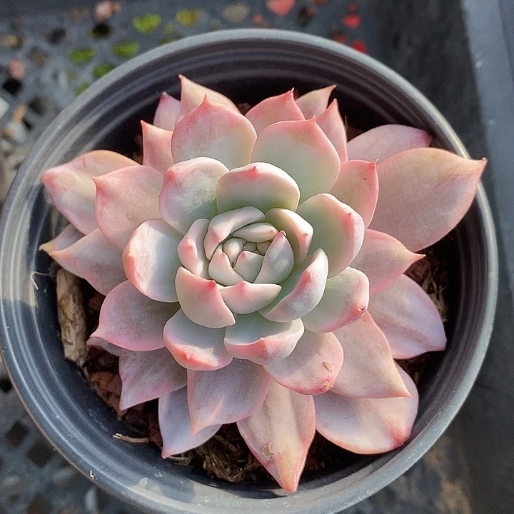 粉蓝鸟锦多肉植物