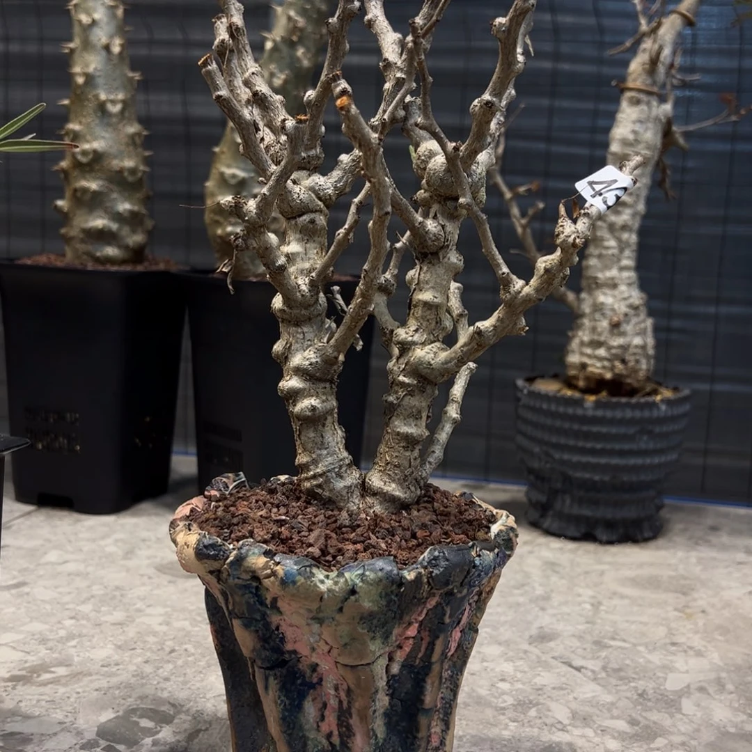 极*437念珠沙漠苏木块根植物带盆发货