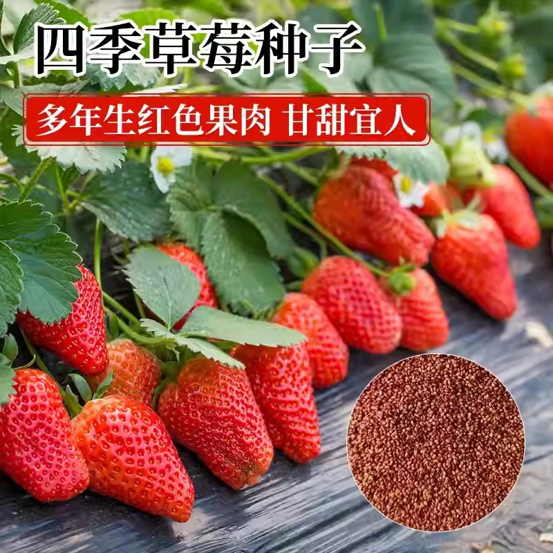 供销[全店5件包邮]草莓种籽四季开花结果蔬菜水果盆栽阳台植物
