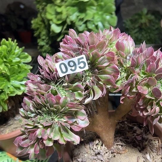 年***忘多肉植物一个香非095