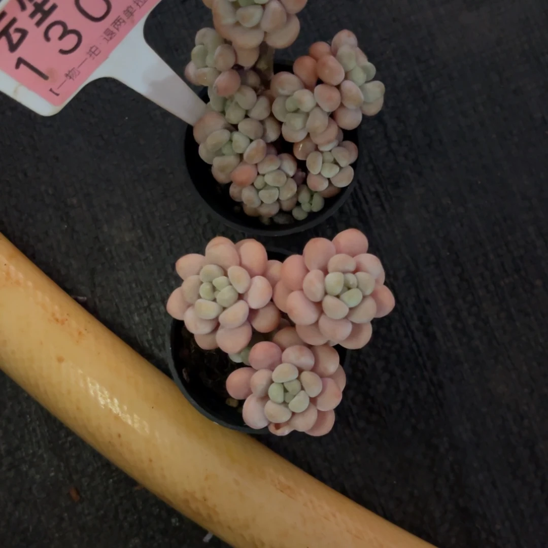 童***爷云尘多肉一物一拍1306，