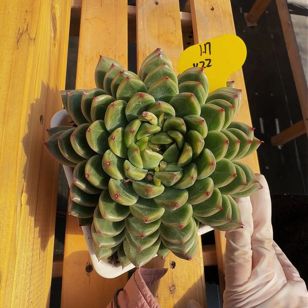 好****k k k k k k k k 22