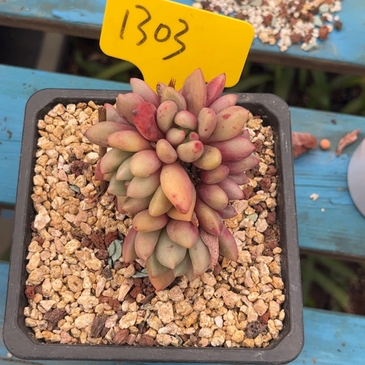 哦***哦1303多肉4588885888888