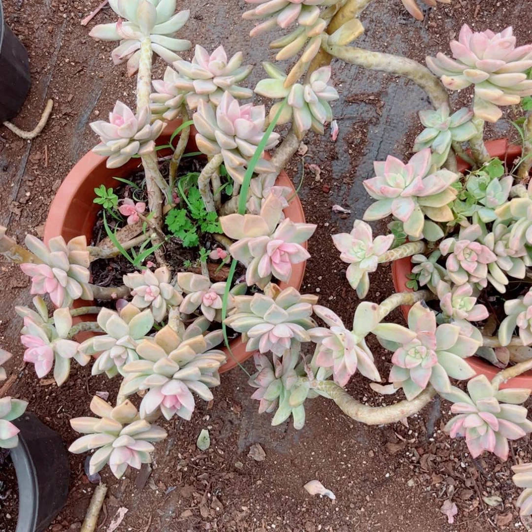 淡雪两颗带土发货