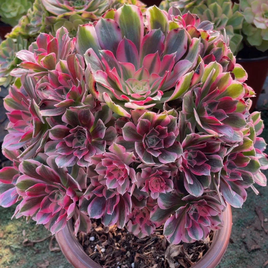 629男神精品法师老桩